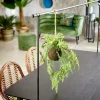 CASA GREENERY Macetero Colgante Con Helecho Verde> Plantas Artificiales