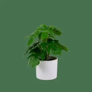 CASA MONSTERA Planta Varios Colores> Plantas Artificiales