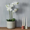 CASA ORCHID Orquídea En Maceta Blanco> Plantas Artificiales