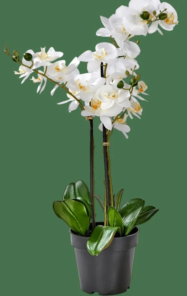 CASA ORCHID Orquídea En Maceta Blanco> Plantas Artificiales