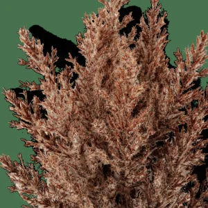 CASA PLUME Tallo De Pluma Marrón> Ramos Artificiales