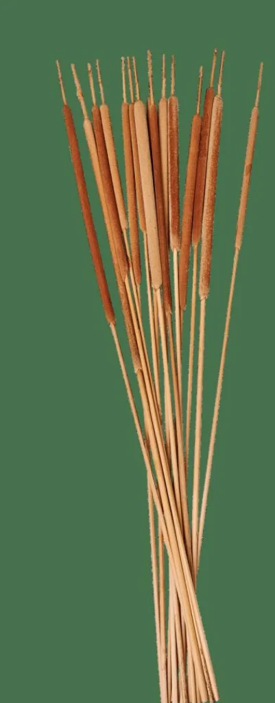 CASA TYPHA Cañas Juego De 15 Natural> Ramos Artificiales | Flores Artificiales